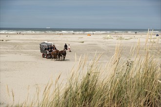 Horse-drawn carriage on the beach of Horn on the North Sea island of Terschelling