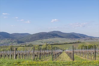 View over vineyards to the Palatinate Forest