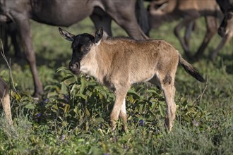 Wildebeest