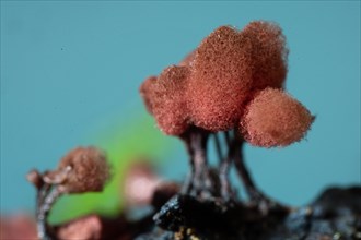 Brick-red stalk slime mould several fruiting bodies with dark stalks and woolly-felty red hats next to each other in front of blue sky