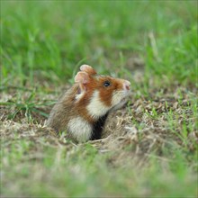 European hamster
