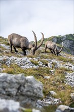 Ibex in the Appenzell Alps