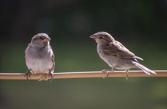 Two young Tree sparrow