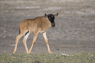 Wildebeest