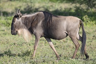 Wildebeest