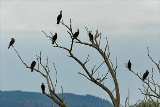Cormorant nine birds sitting on branches side by side seeing different against blue sky