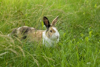 Dutch rabbit sitting in the grass