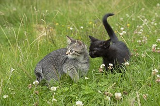 Two nine-week-old kittens sitting together in the grass