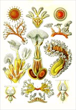 Bryozoa