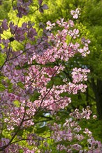American flowering dogwood