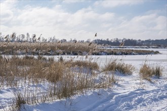Zwillbrocker Venn in winter