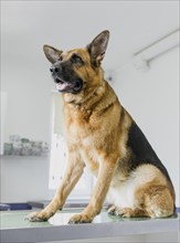 Big dog with open mouth veterinary clinic