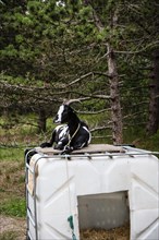 A goat lying comfortably on a bin
