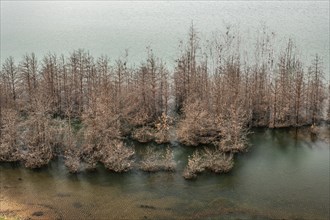 Trees in Lake Sedlitz