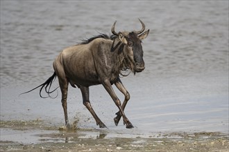 Wildebeest
