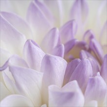 Close up soft purple petals