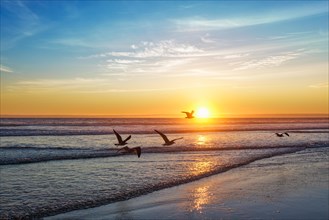 Seagulls fly on beach sund at atlantic ocean sunset with surging waves at Fonte da Telha beach