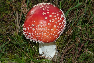 Fly agaric fruiting body with white stem and red cap with white flakes in green grass