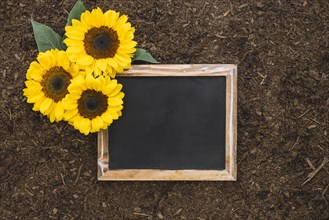 Gardening composition with sunflowers blank slate