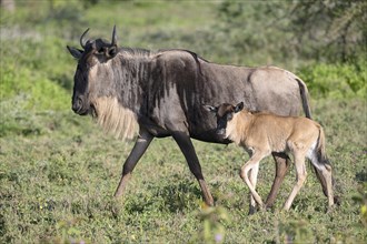 Wildebeest