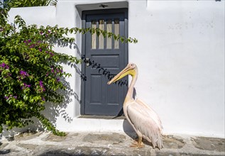 Pelican Petros