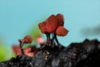 Brick-red stalk slime mould several fruiting bodies with dark stalks and woolly-felty red hats next to each other in front of blue sky
