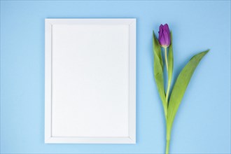 High angle view white frame tulip turquoise background