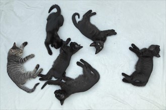 Five nine-week-old kittens sleeping