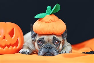 French Bulldog dog with Halloween costume pumpkin hat lying down in front of black background