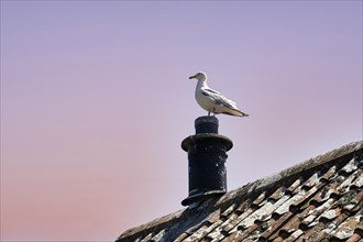Seagull on house roof with chimney