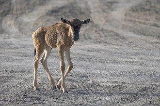 Wildebeest