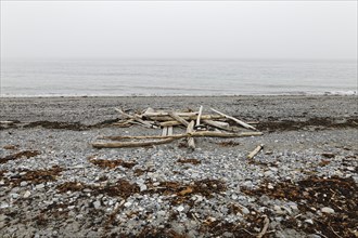 Driftwood on the beach