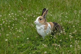 Dutch rabbit sitting in the grass