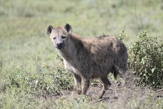 Spotted hyena