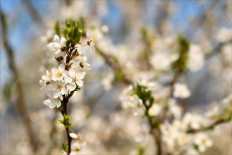 Branch of European white cherry blossom flowers on tree in early spring on blurry background