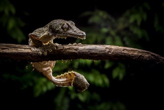 Redescription Leaf-tailed gecko