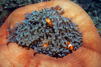Three fish Specimens of ocellaris clownfish