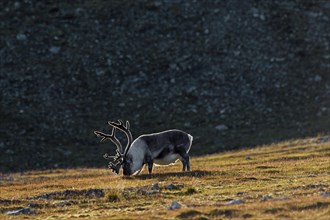 Fat Svalbard reindeer