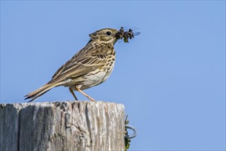 Meadow pipit