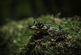A frog of the genus