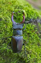 European stag beetle