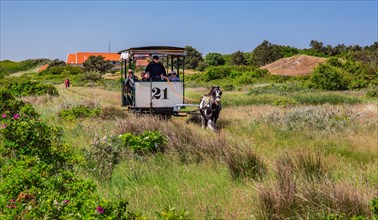 Historic horse-drawn tramway in the dunes