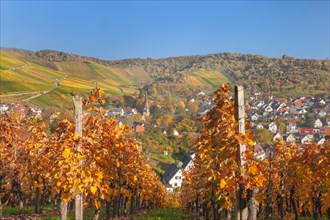 Vineyards with a view of Uhlbach