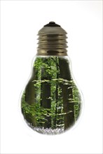 Trees in spring forest inside incandescent lamp