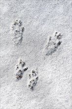 Close-up of footprints showing paw pads from red squirrel