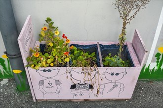 Pink flower box with nasturtium