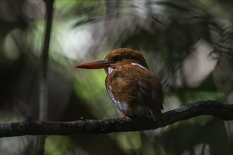 Pygmy Icebirds in the rainforests of Andasibe in eastern Madagascar