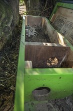 Ringed owlets placed back in opened nestbox for Little Owl