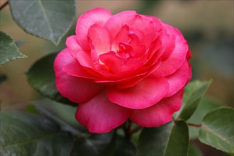 Red flowering rose variety Aachener Dom