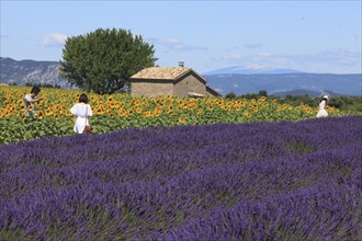 People in the lavender and sunflower field on the Palteau de Valensole